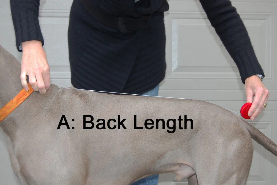 Winter Coat for Large Dogs- "Great White North" by Chilly Dogs