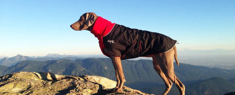Winter Coat for Large Dogs- "Great White North" by Chilly Dogs