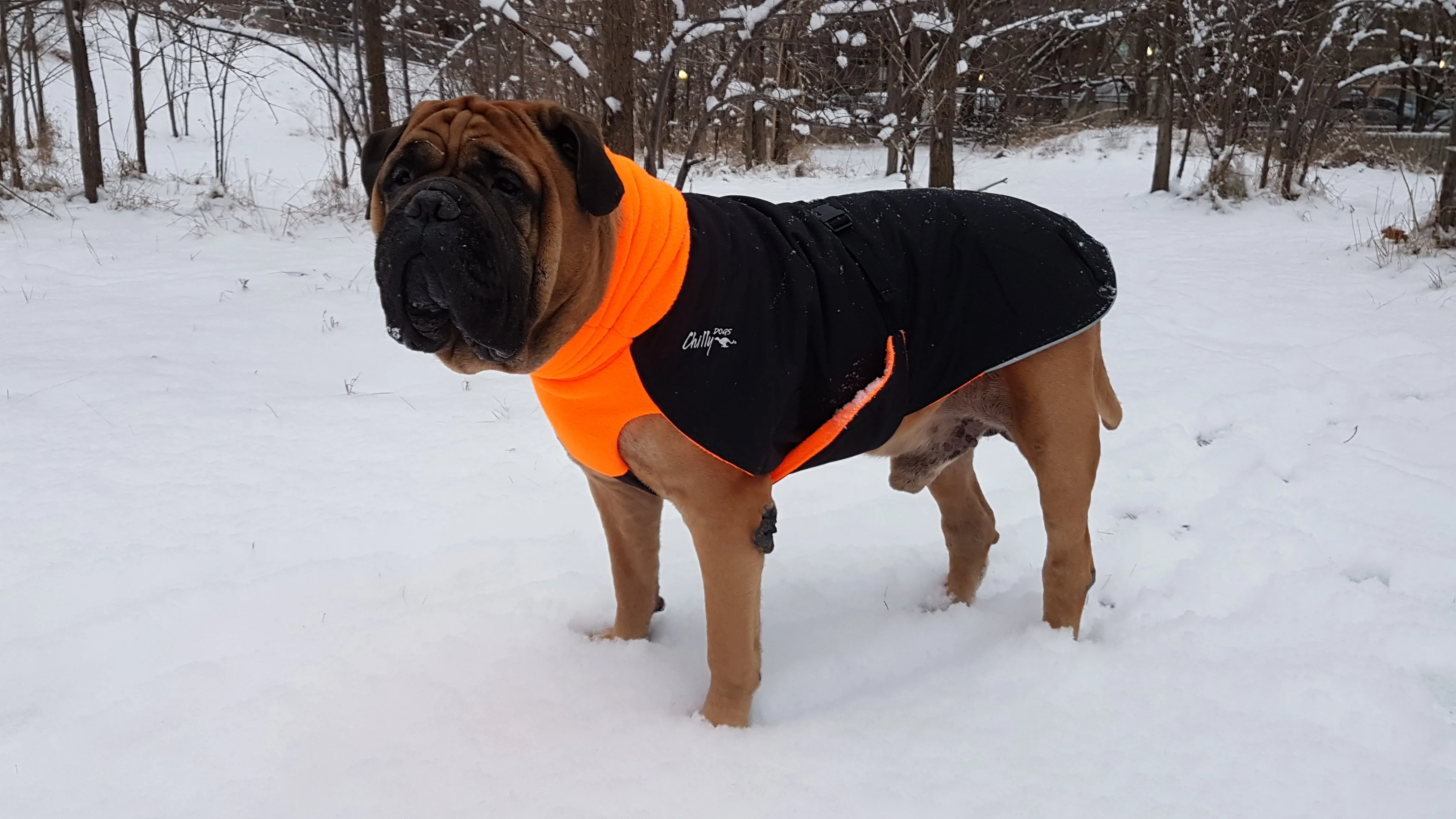 Winter Coat for Large Dogs- "Great White North" by Chilly Dogs