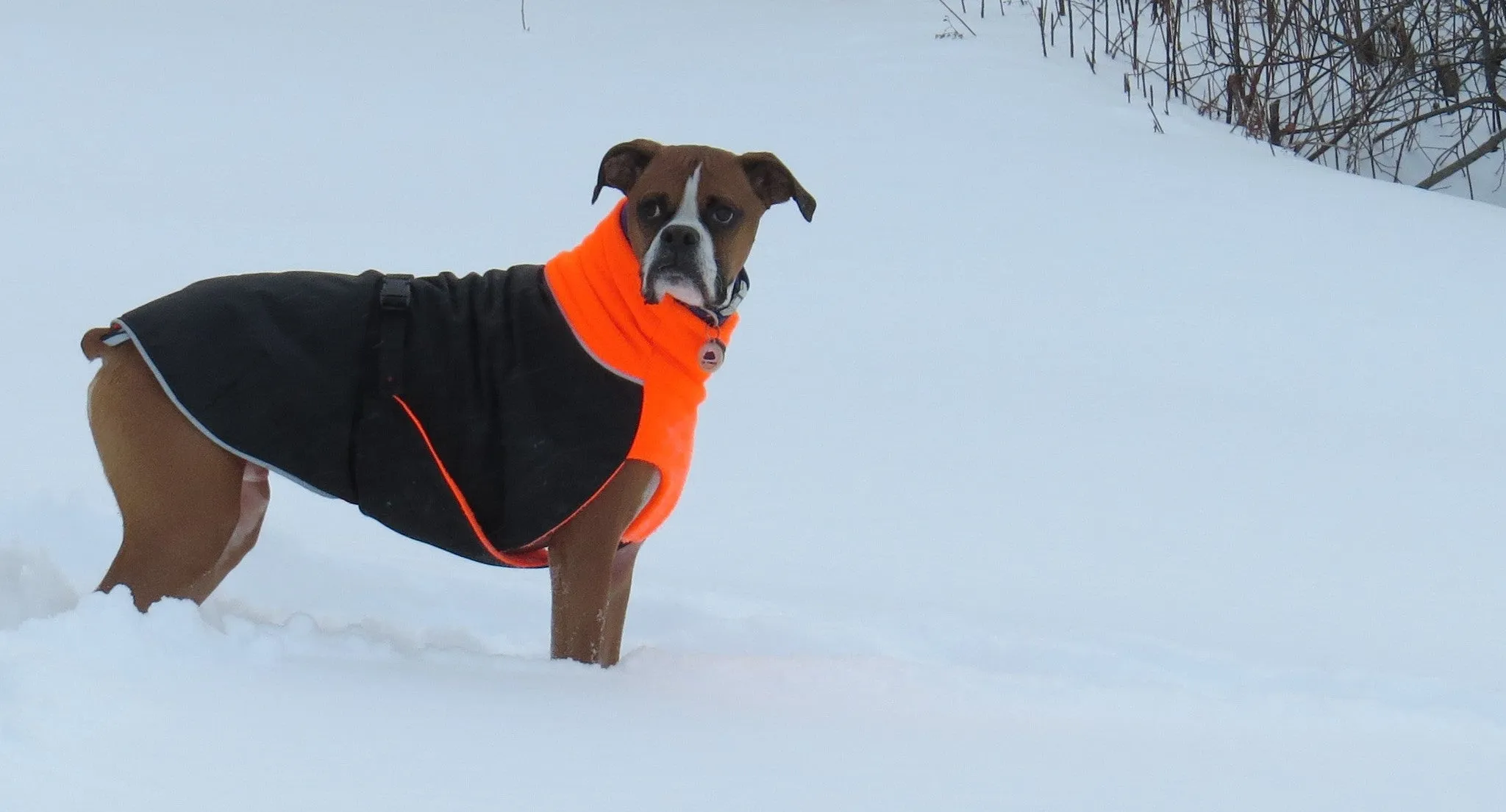 Winter Coat for Large Dogs- "Great White North" by Chilly Dogs