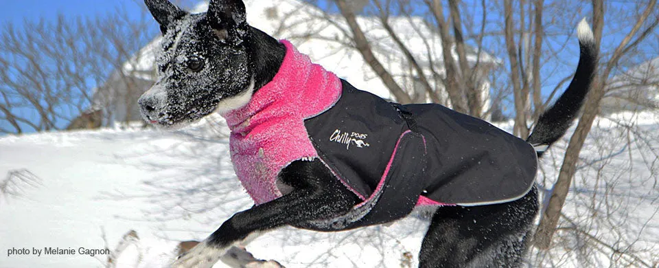Winter Coat for Large Dogs- "Great White North" by Chilly Dogs