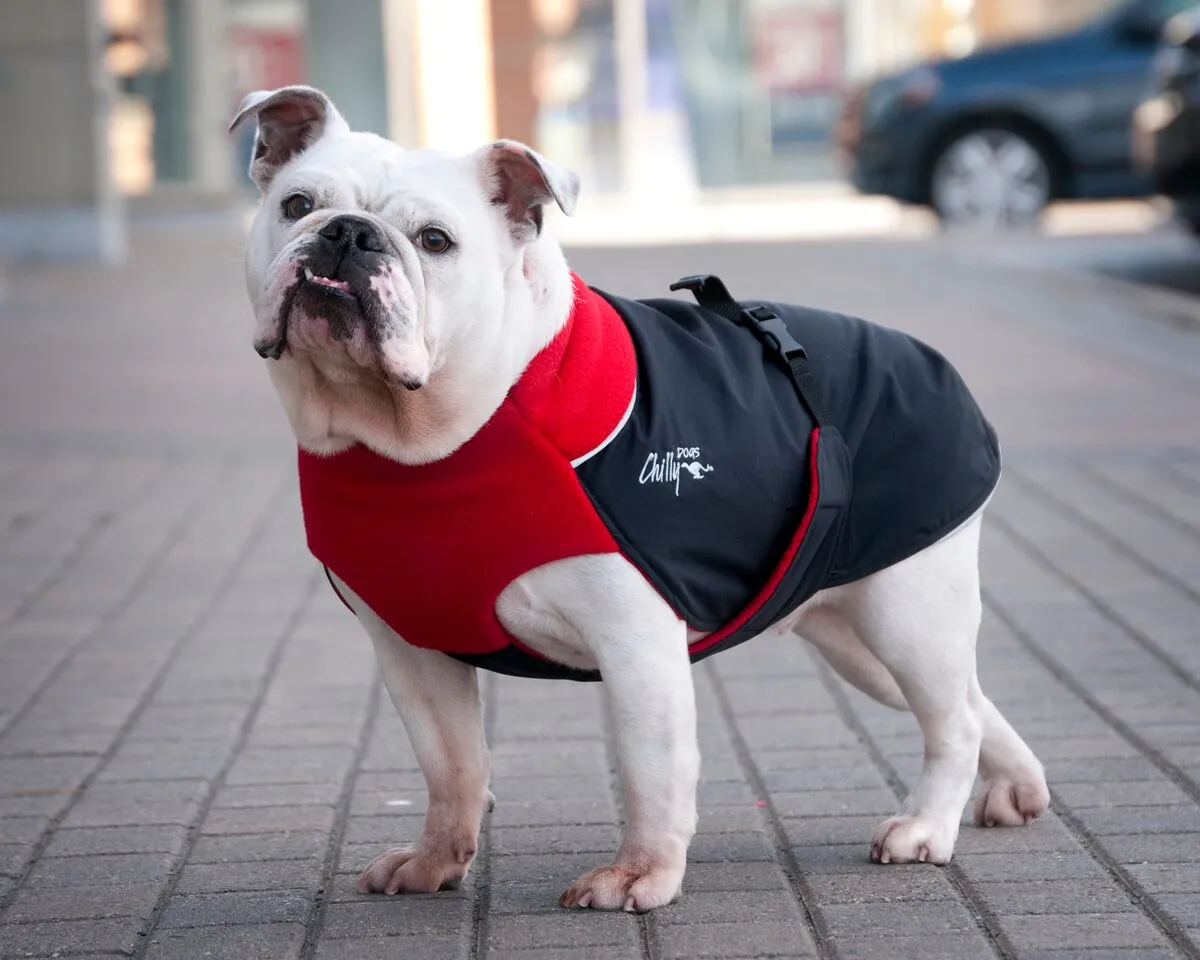 Winter Coat for Large Dogs- "Great White North" by Chilly Dogs