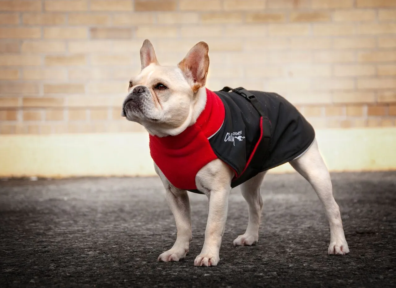 Winter Coat for Large Dogs- "Great White North" by Chilly Dogs