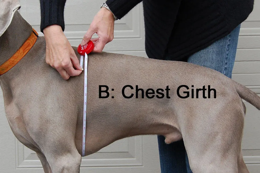 Winter Coat for Large Dogs- "Great White North" by Chilly Dogs